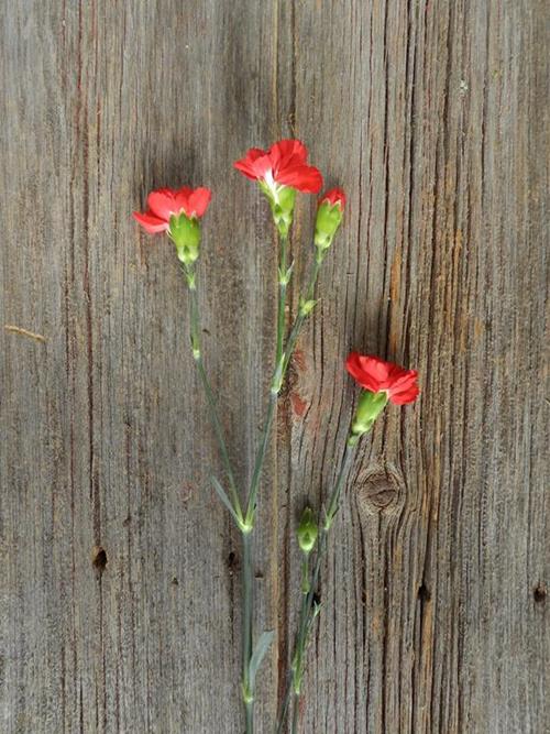RED MINI CARNATIONS